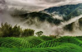 Ooty: The Perfect Destination for Nature Lovers